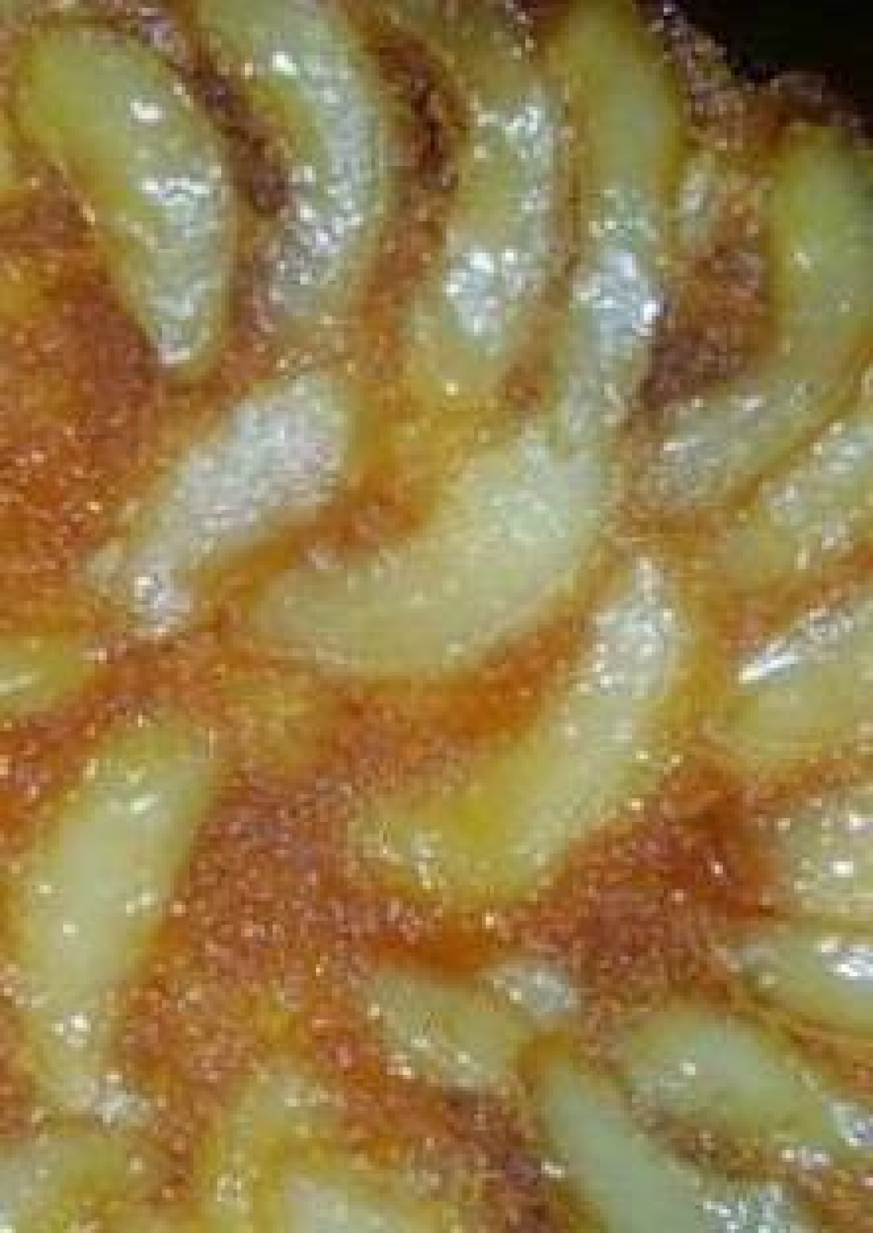 Gateau Renverse Aux Poires