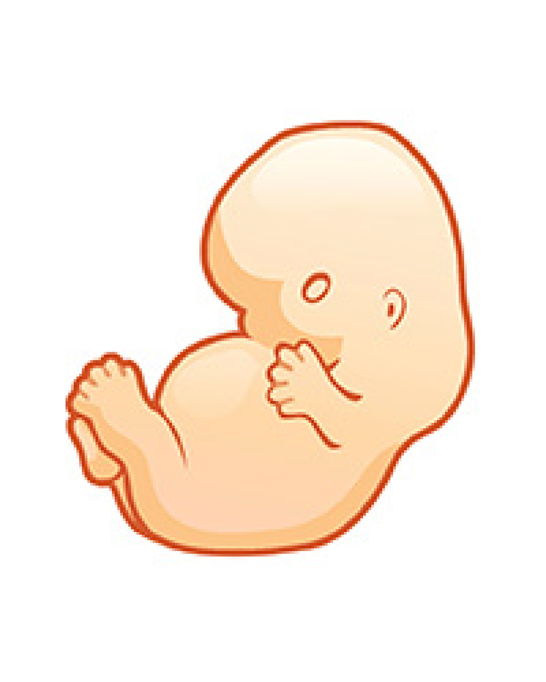 Signe Que Le Coeur Du Bébé Ne Bat Plus Quand son cœur bat-il in utero