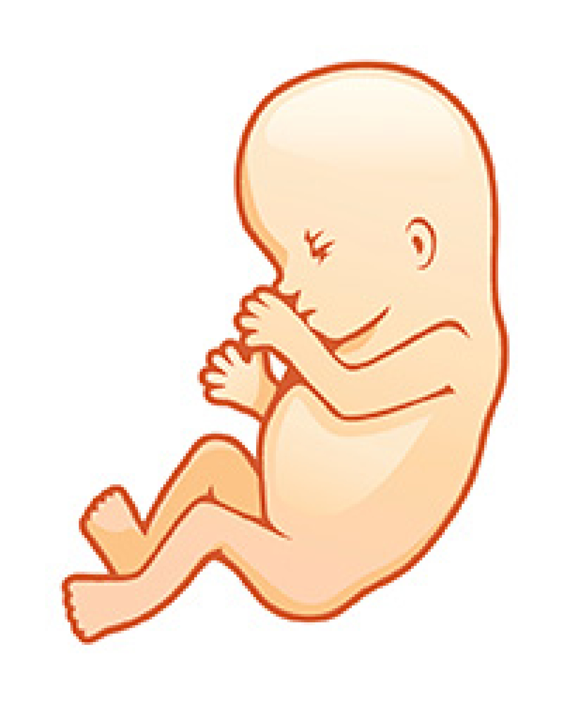 Signe Que Le Coeur Du Bébé Ne Bat Plus Quand son cœur bat-il in utero