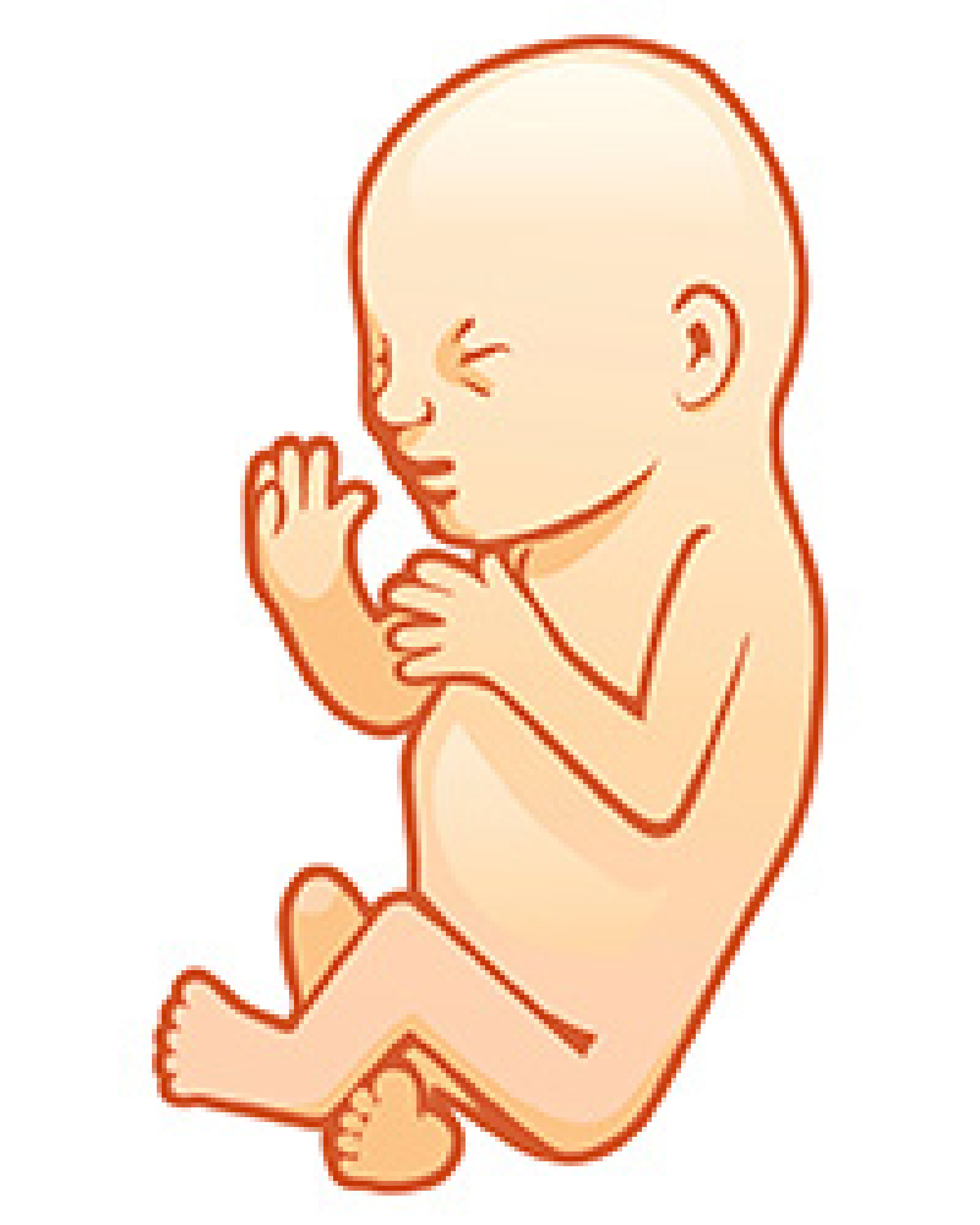 Signe Que Le Coeur Du Bébé Ne Bat Plus Quand son cœur bat-il in utero