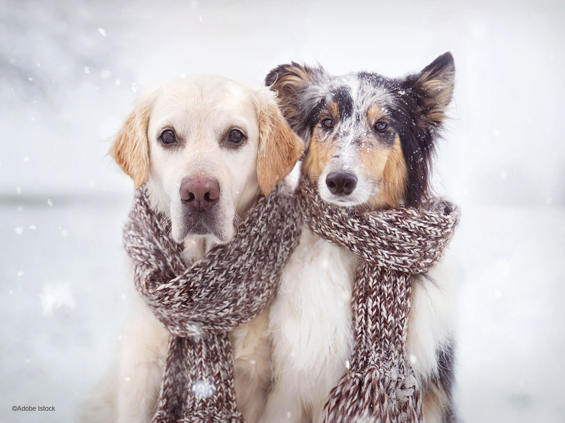 Froid et neige : comment protéger les pattes du chien