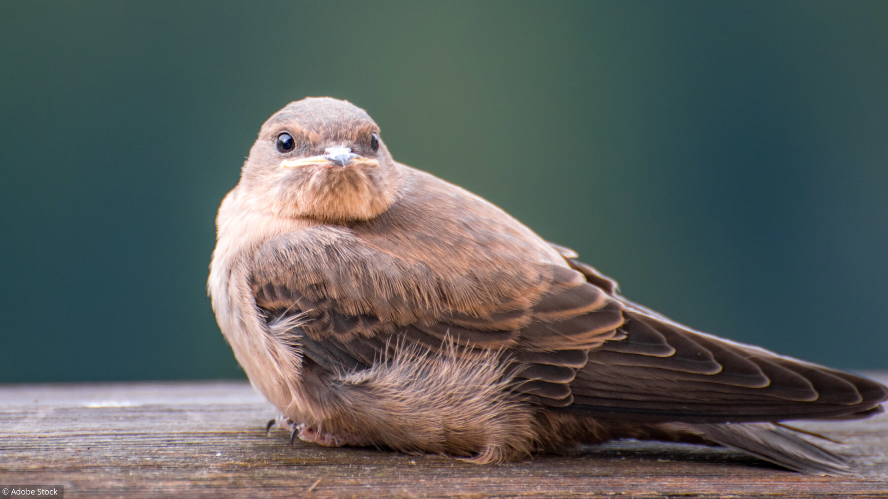 Oisillons Tombes Du Nid Ne Les Ramassez Pas